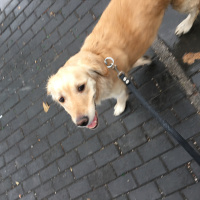 Golden Retriever, Köpek  Betül fotoğrafı