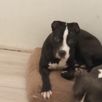 Amerikan Staffordshire Terrier, Köpek  Şara fotoğrafı