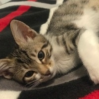 Tekir Kedi, Kedi  Turşu fotoğrafı