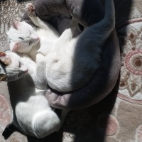 Tekir Kedi, Kedi  Miu fotoğrafı
