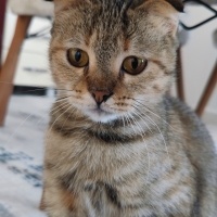 Tekir Kedi, Kedi  Miu fotoğrafı