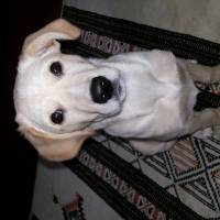 Labrador Retriever, Köpek  venüs fotoğrafı