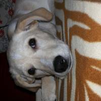 Labrador Retriever, Köpek  venüs fotoğrafı