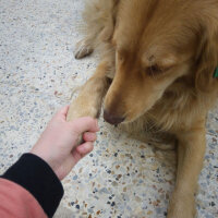 Golden Retriever, Köpek  Leydi fotoğrafı