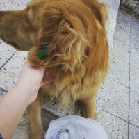 Golden Retriever, Köpek  Leydi fotoğrafı