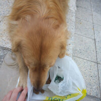 Golden Retriever, Köpek  Leydi fotoğrafı