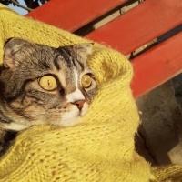 Scottish Fold, Kedi  Bala fotoğrafı