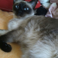 Siyam Kedisi, Kedi  Prenses fotoğrafı