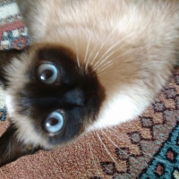 Siyam Kedisi, Kedi  Prenses fotoğrafı