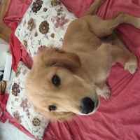 Golden Retriever, Köpek  Dino fotoğrafı