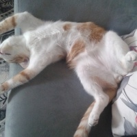 Tekir Kedi, Kedi  Boncuk fotoğrafı