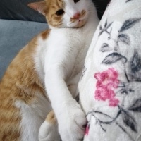 Tekir Kedi, Kedi  Boncuk fotoğrafı
