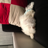 Maltese, Köpek  Pamuk fotoğrafı