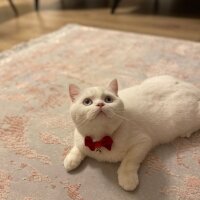 British Shorthair, Kedi  Misha fotoğrafı