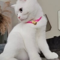 British Shorthair, Kedi  Misha fotoğrafı