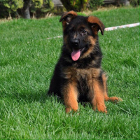 Alman Çoban Köpeği, Köpek  HERKÜL fotoğrafı