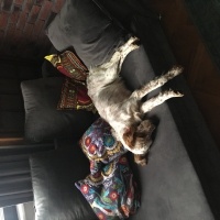İngiliz Setter, Köpek  sansli fotoğrafı