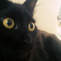 Tekir Kedi, Kedi  Daçmin fotoğrafı