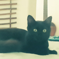 Tekir Kedi, Kedi  Daçmin fotoğrafı