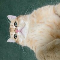 British Shorthair, Kedi  Calvin fotoğrafı