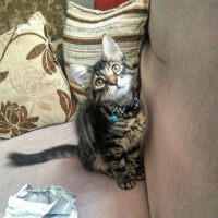 Tekir Kedi, Kedi  Shadow fotoğrafı