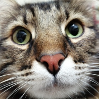 Tekir Kedi, Kedi  Shadow fotoğrafı