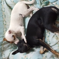 Jack Russell Terrier, Köpek  Fiber fotoğrafı