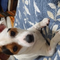 Jack Russell Terrier, Köpek  Fiber fotoğrafı
