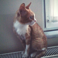 Tekir Kedi, Kedi  Leo fotoğrafı