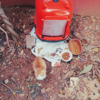 Tekir Kedi, Kedi  Leo fotoğrafı