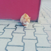 Tekir Kedi, Kedi  Leo fotoğrafı