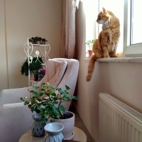 Sarman, Kedi  Güneş fotoğrafı