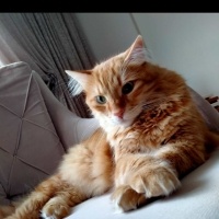 Sarman, Kedi  Güneş fotoğrafı
