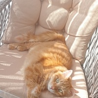 Sarman, Kedi  Güneş fotoğrafı