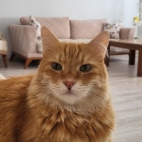 Sarman, Kedi  Güneş fotoğrafı