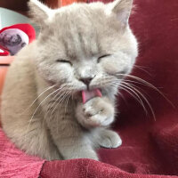 Scottish Fold, Kedi  Toprak fotoğrafı