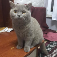 Scottish Fold, Kedi  Toprak fotoğrafı