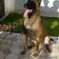 Belçika Malinois, Köpek  Berlin fotoğrafı