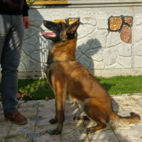 Belçika Malinois, Köpek  Berlin fotoğrafı