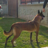 Belçika Malinois, Köpek  Berlin fotoğrafı