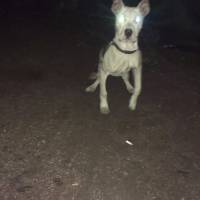 Dogo Arjantin, Köpek  jasmin fotoğrafı