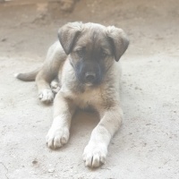 Kangal, Köpek  Mahoni fotoğrafı