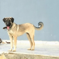 Kangal, Köpek  Mahoni fotoğrafı