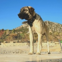 Kangal, Köpek  Mahoni fotoğrafı