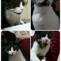 Tuxedo (Smokin) Kedi, Kedi  Kız Kedim fotoğrafı