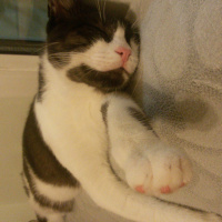 Tuxedo (Smokin) Kedi, Kedi  Kız Kedim fotoğrafı