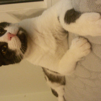 Tuxedo (Smokin) Kedi, Kedi  Kız Kedim fotoğrafı