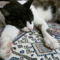 Tuxedo (Smokin) Kedi, Kedi  Kız Kedim fotoğrafı