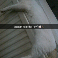 Van Kedisi, Kedi  Bızdık fotoğrafı