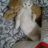 Van Kedisi, Kedi  Bızdık fotoğrafı